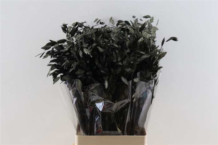 <h4>Dried Chasmantium Metallic Black Stem</h4>