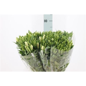 Clarkia Am Gr Shell White / Pink 70cm