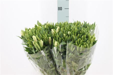 <h4>Clarkia Am Gr Shell White / Pink 70cm</h4>