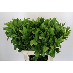 RUSCUS HYPOPHYLLUM