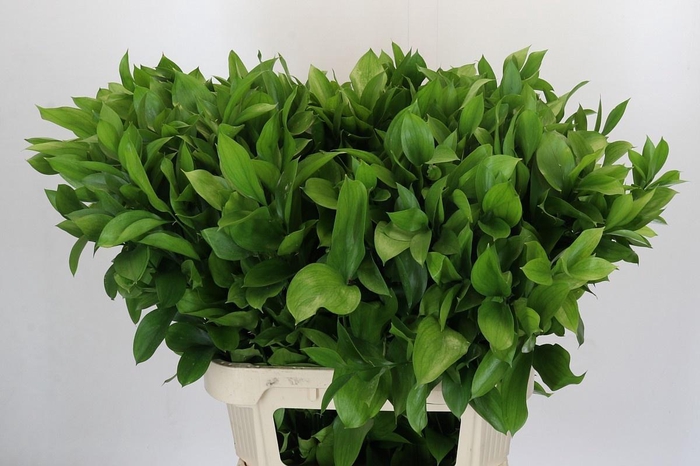 <h4>RUSCUS HYPOPHYLLUM</h4>