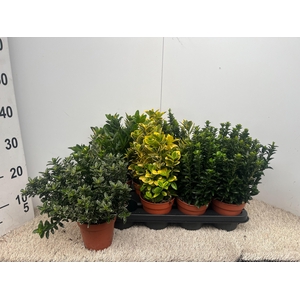 EUONYMUS JAP GEM
