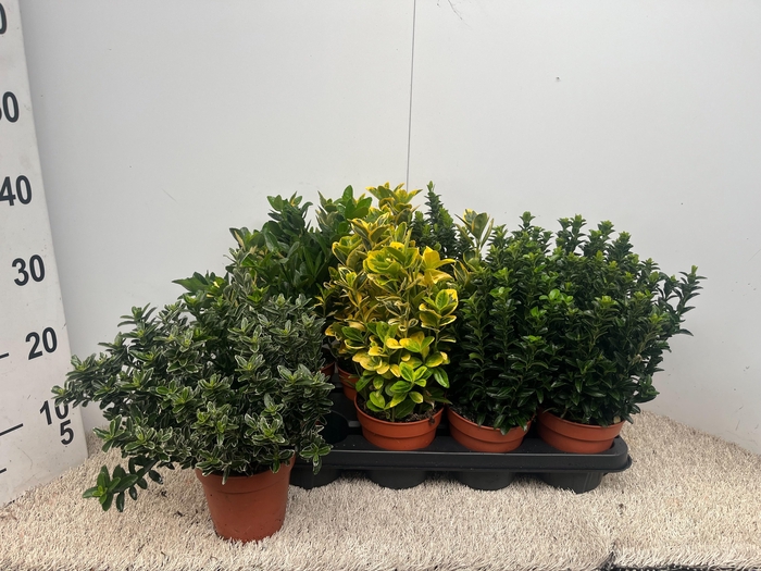 <h4>EUONYMUS JAP GEM</h4>