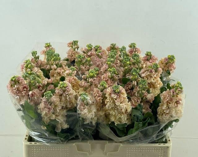 <h4>MATTH IRON APRICOT</h4>