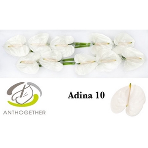 Anth A Adina 15 cm X10 Bouman