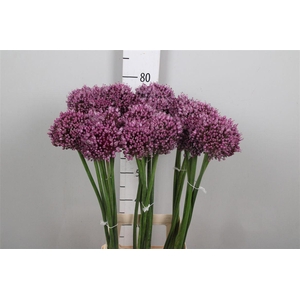 Allium Jasmine