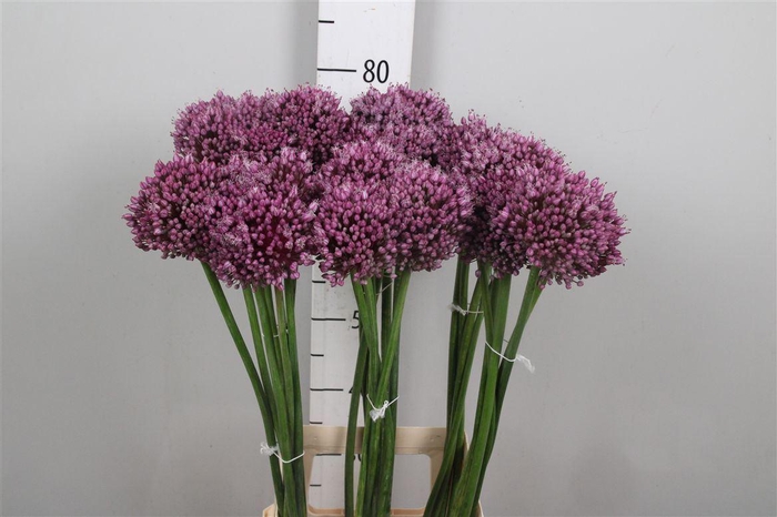 <h4>Allium Jasmine</h4>
