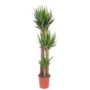 Yucca elephantipes 120-80-40 XL