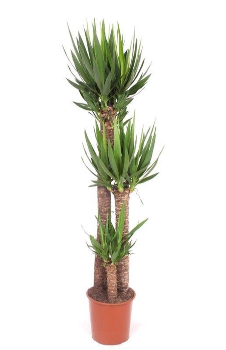 <h4>Yucca elephantipes 120-80-40 XL</h4>