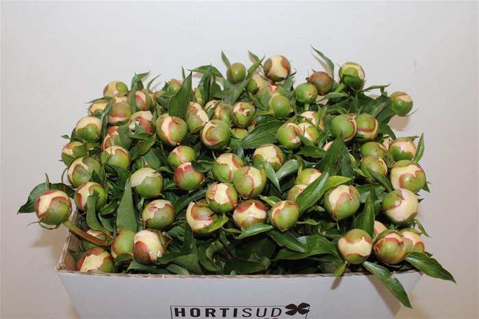 <h4>Paeo L Pecher</h4>