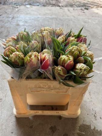 <h4>Tu Du Vermont</h4>