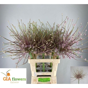 Allium schubertii