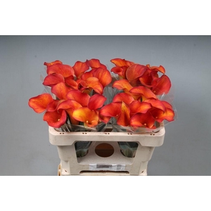 Zantedeschia captain trinity