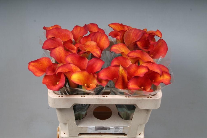<h4>Zantedeschia captain trinity</h4>
