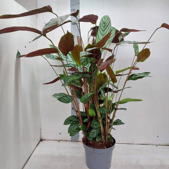 <h4>CTENANTHE GREEN FLAG</h4>