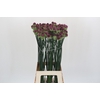 Allium Sphaerocephalon