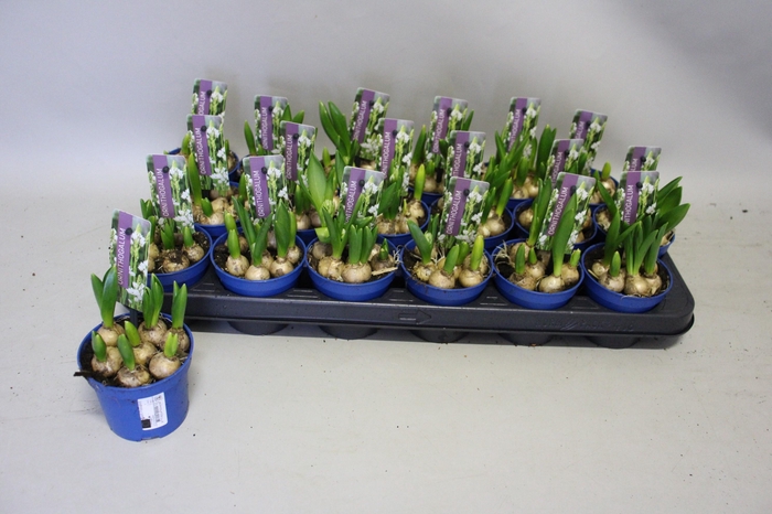 <h4>ORNIT BALANSAE</h4>