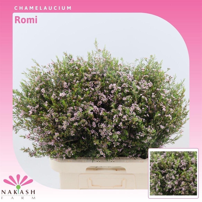 <h4>Chamelaucium Romi</h4>