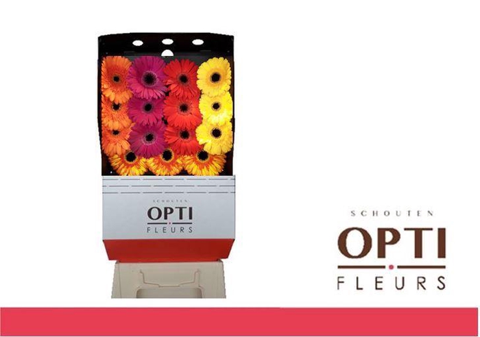 Gerbera Mix Herfst Diamond