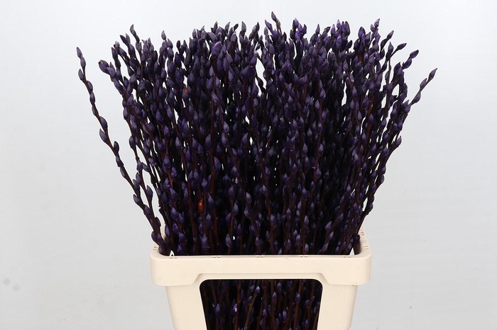 <h4>Salix Caprea Snow Flake P. Aubergine</h4>