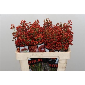 Rosa Aut Rosefruits Rd 55cm