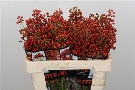 <h4>Rosa Aut Rosefruits Rd 55cm</h4>