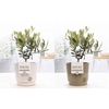 Olea Europaea in P&PURE Floor ceramics ass. 2