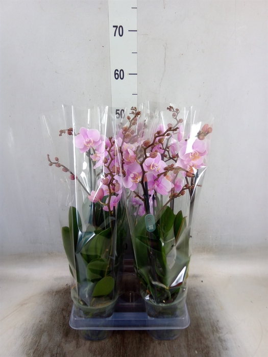 <h4>Phalaenopsis multi. 'Beaution'</h4>