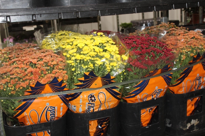 <h4>CRISANTEMO BOLA BELGA JASODA P20 VARIADO</h4>