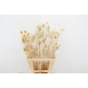 DF Dipsacus Bleach Bs 90gr