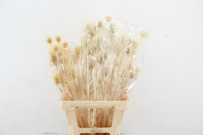 <h4>DF Dipsacus Bleach Bs 90gr</h4>