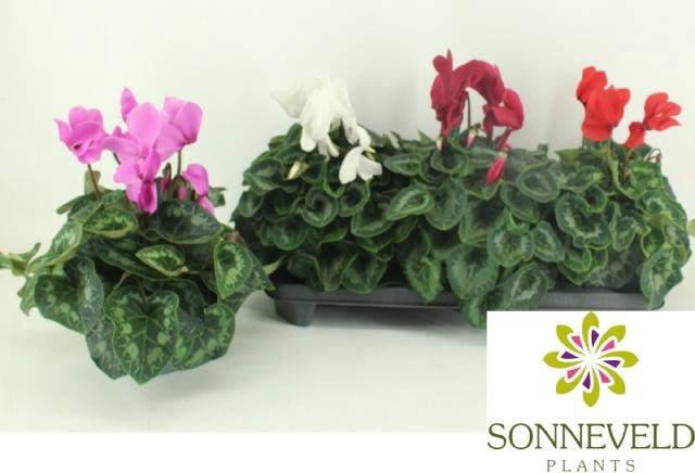 <h4>CYCL GR SUP XL</h4>