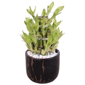 Lucky Bamboo Shape Round 3S Ø11cm Ceramic PL469