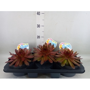 Sempervivum  'ChickCh Gi Copp Cany'