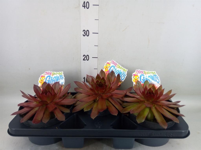 <h4>Sempervivum  'ChickCh Gi Copp Cany'</h4>