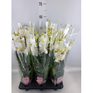 Phalaenopsis  'Ant Inverness'