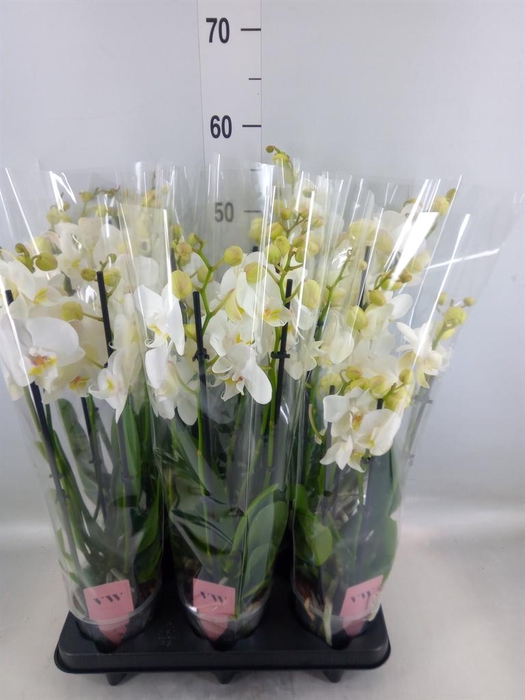<h4>Phalaenopsis  'Ant Inverness'</h4>