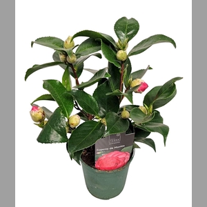 CAMELLIA JAPONICA ROOD