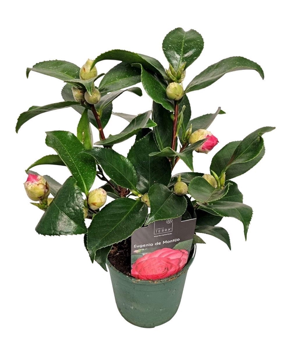 <h4>CAMELLIA JAPONICA ROOD</h4>