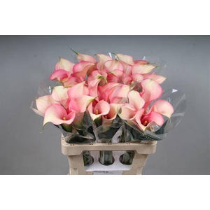 Calla Auckland Kallaland