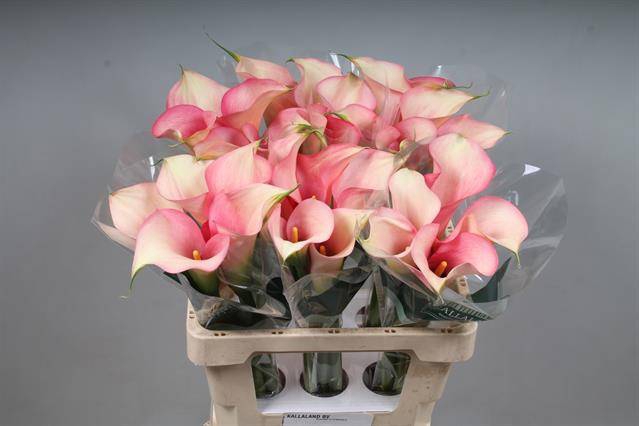 <h4>Calla Auckland Kallaland</h4>
