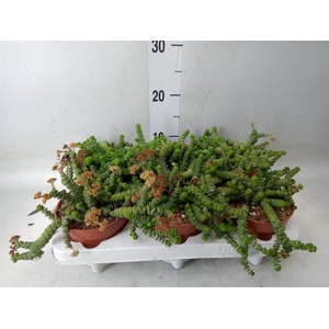 Crassula marnieriana