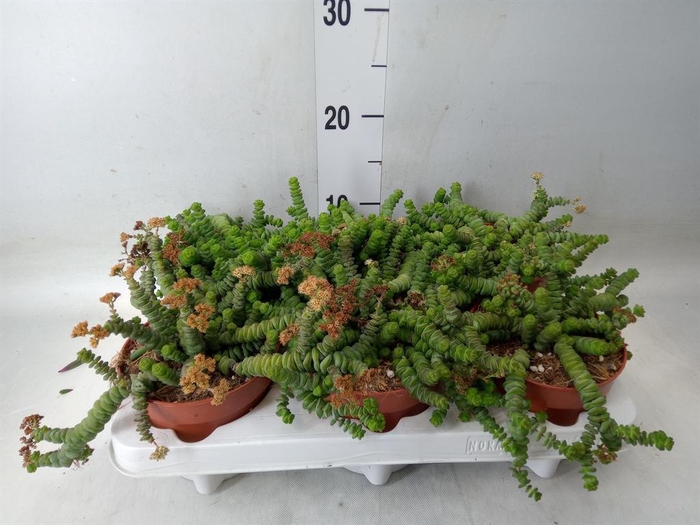 <h4>Crassula marnieriana</h4>