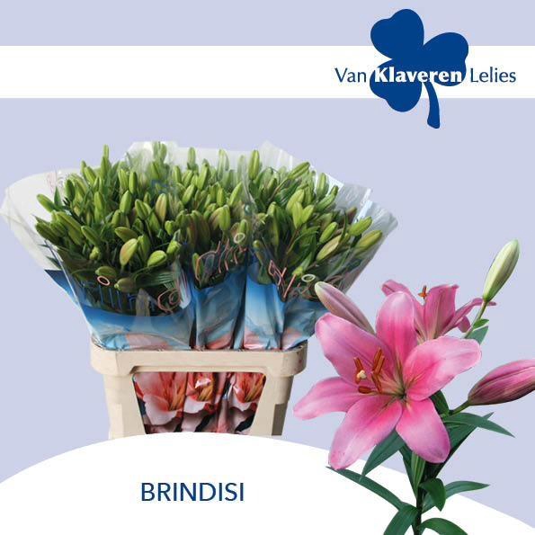 <h4>LI LA BRINDISI</h4>