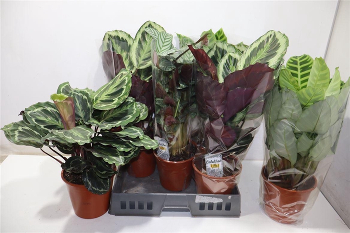 <h4>Calat Gem 4 Srt</h4>