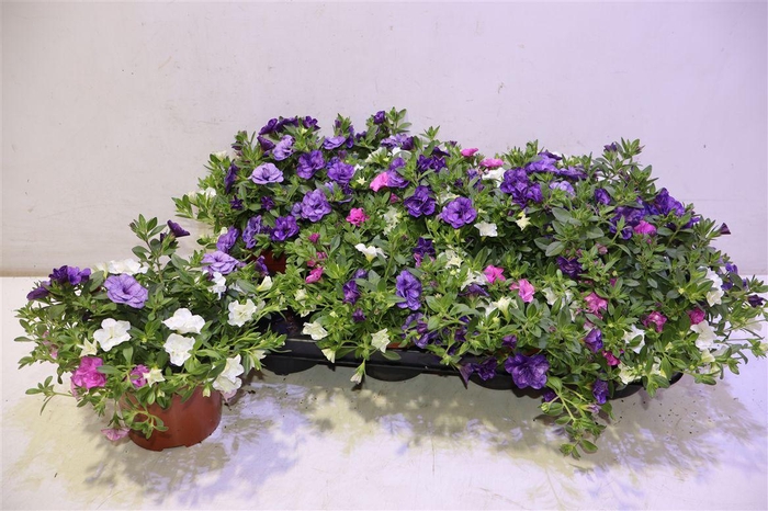 <h4>Calib Tr Petticoat</h4>