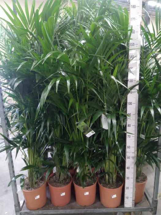 <h4>Howea forsteriana</h4>