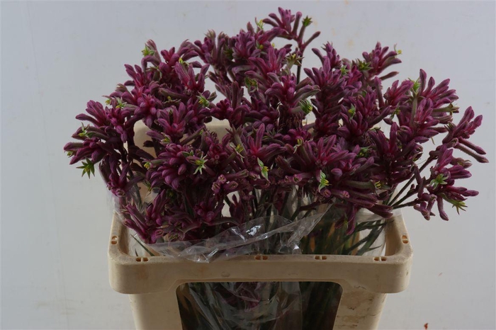 <h4>Anigoz Mini Pearl</h4>