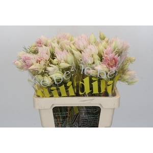 Blushing Bride 4/6 Flowers