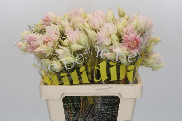 <h4>Blushing Bride 4/6 Flowers</h4>